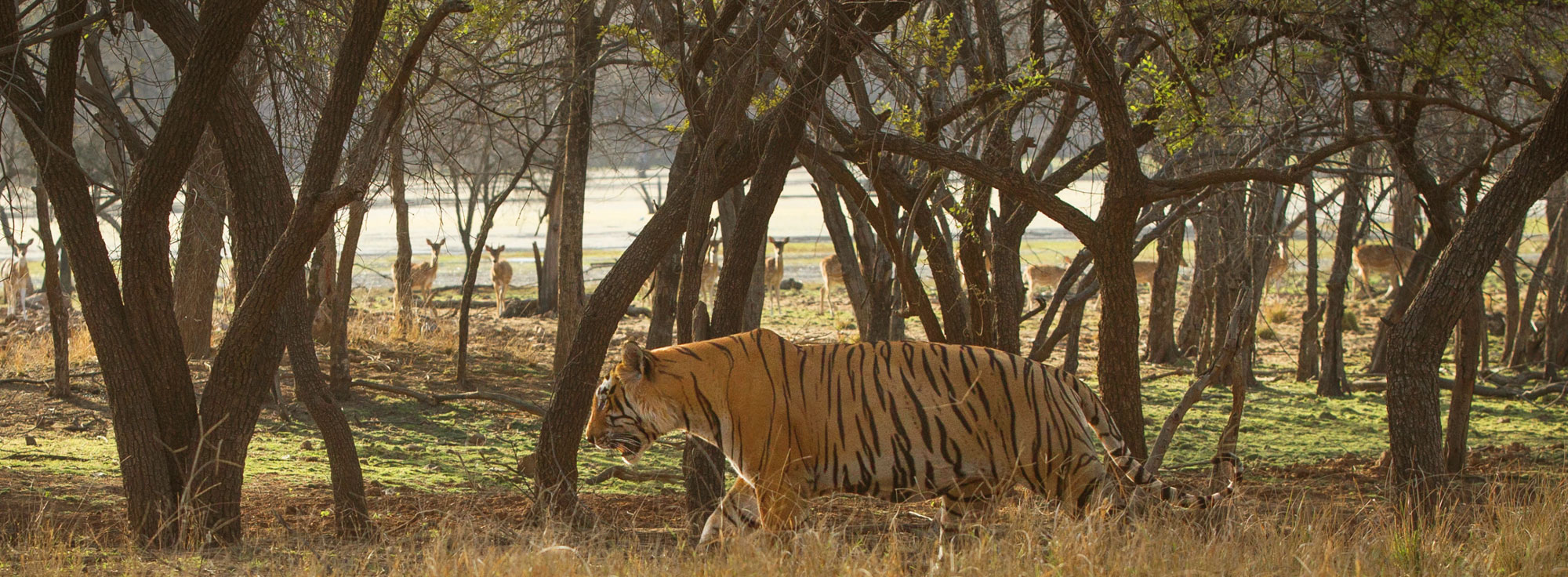 ranthambore national park