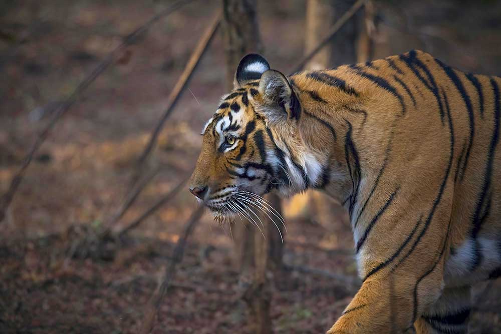 Golden Triangle Tour with Ranthambore